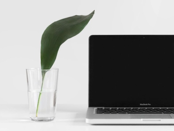 leaf growing next to laptop